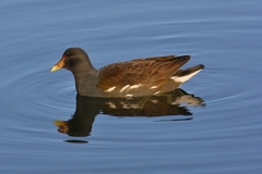 Gallinula galeata cachinnans