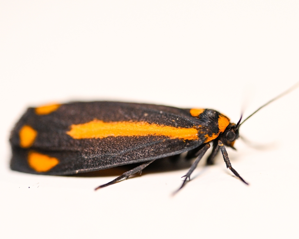 Brycea triplaga