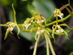Epidendrum lacustre