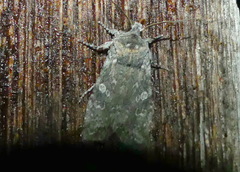 Lithophane laticinerea