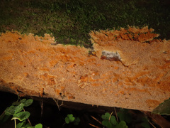 Asterodon ferruginosus