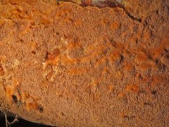 Asterodon ferruginosus