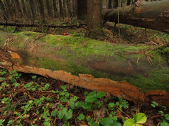 Asterodon ferruginosus