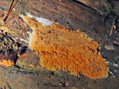 Asterodon ferruginosus