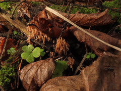 Lentaria byssiseda