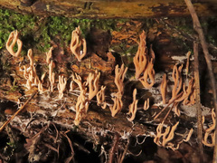 Lentaria byssiseda