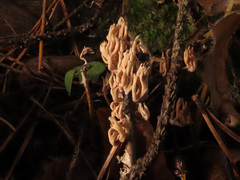 Lentaria byssiseda