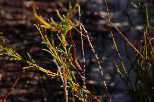 Tiny wattle (Acacia baueri)
