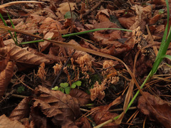 Lentaria byssiseda