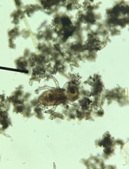 Pyroglyphidae