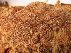 Asterodon ferruginosus