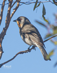 Pachycephala inornata