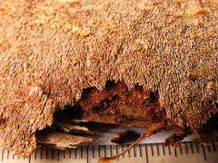 Asterodon ferruginosus