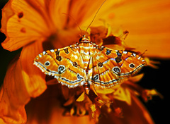 Ommatospila narcaeusalis