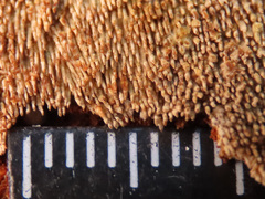 Asterodon ferruginosus