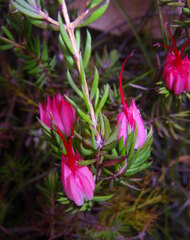 Darwinia taxifolia