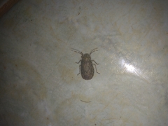 Colpocarena complanata