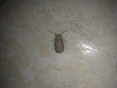 Colpocarena complanata