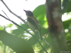 Hemitriccus striaticollis