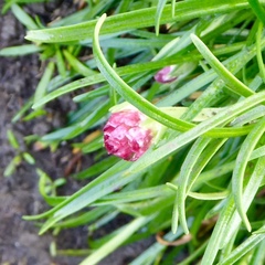 Armeria maritima maritima