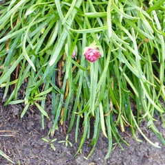 Armeria maritima maritima