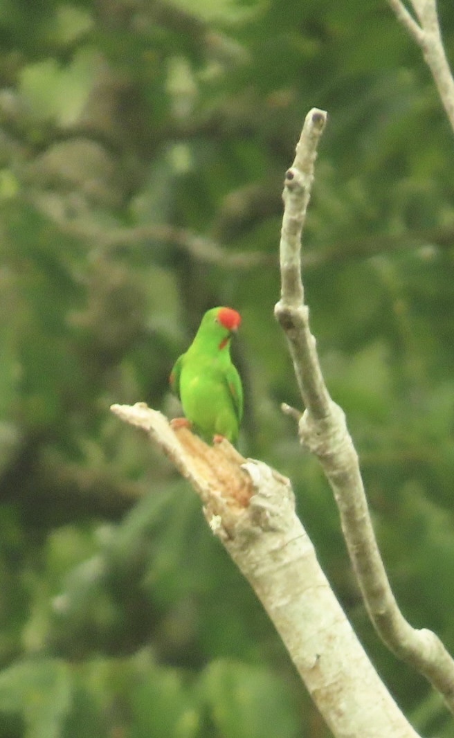 Great Hanging Parrot (Loriculus stigmatus), photo 9