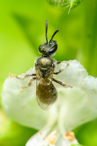 Occidental Sweat Bee