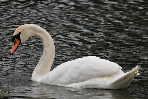 Mute Swan