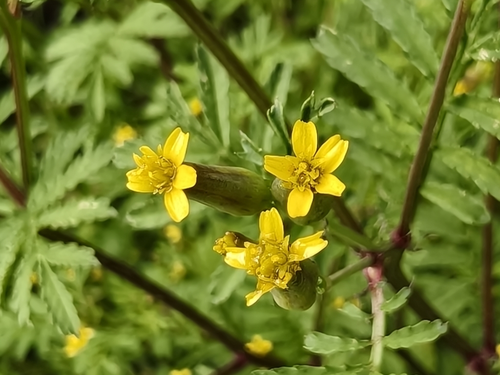 Tagetes foetidissima; photograph author not stated, no rights reserved