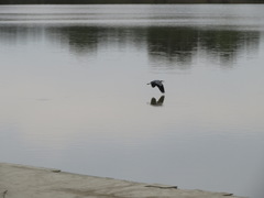 Ardea cinerea