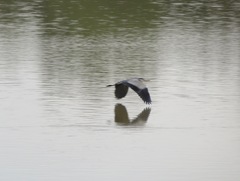 Ardea cinerea