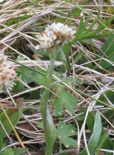 Antennaria carpatica, photograph 6