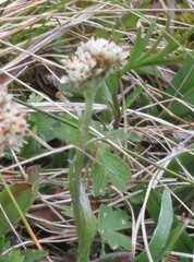 Antennaria carpatica, photograph (c) zebedeugalinha, some rights reserved (CC BY)