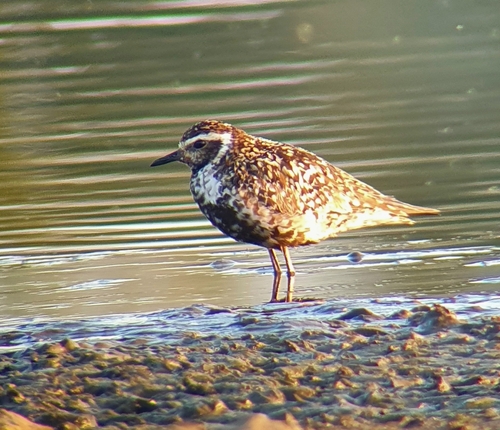 Chorlito dorado siberiano (Pluvialis fulva)