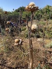 Cynara cardunculus cardunculus