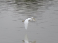 Egretta garzetta