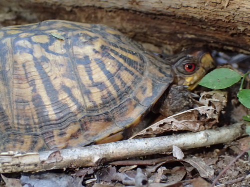 Eastern Box Turtle