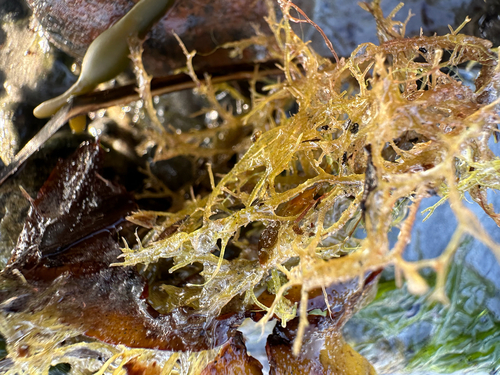 Red Hornweed (Ceramium virgatum)