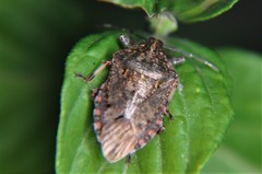 Apateticus lineolatus