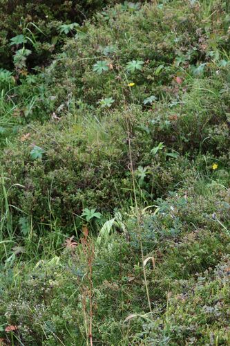 Milium effusum iNat (2)