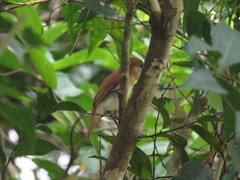 Pachyramphus rufus