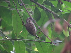 Picumnus squamulatus