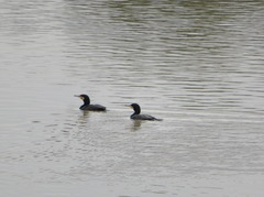 Phalacrocorax carbo hanedae
