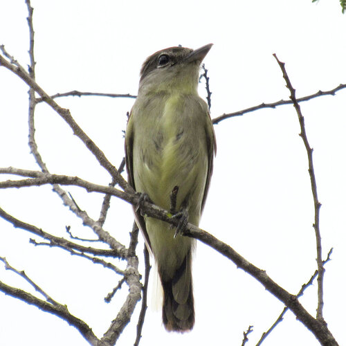 White-winged Becard