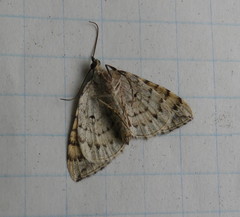 Eulithis explanata