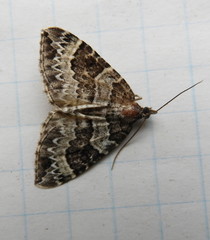 Eulithis explanata