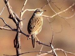 Cincloramphus cruralis