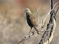 Cincloramphus cruralis