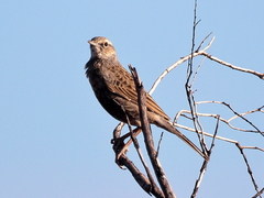 Cincloramphus cruralis