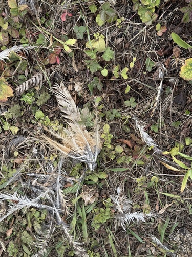 View observation of {o.common_name} on iNaturalist
